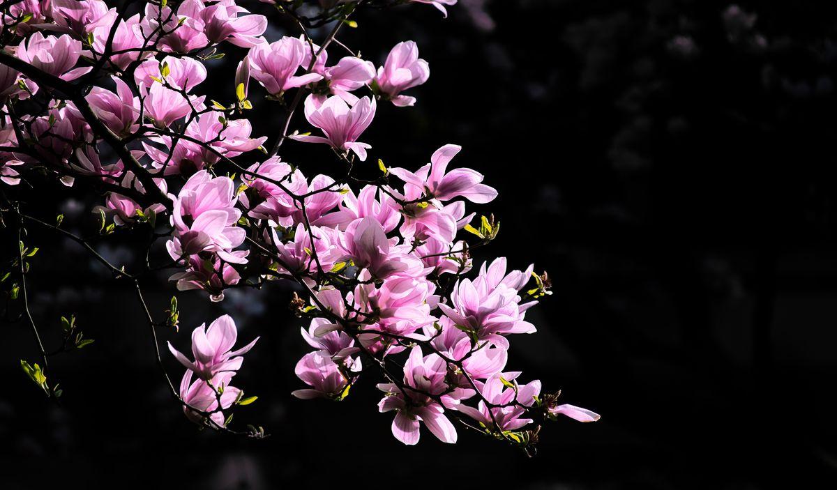 spring summer flowers pink blossoms in trees in black background 