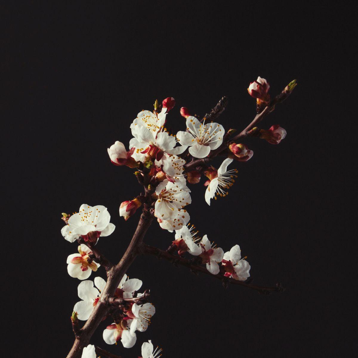 Black background with a branch of a blossoming apricot