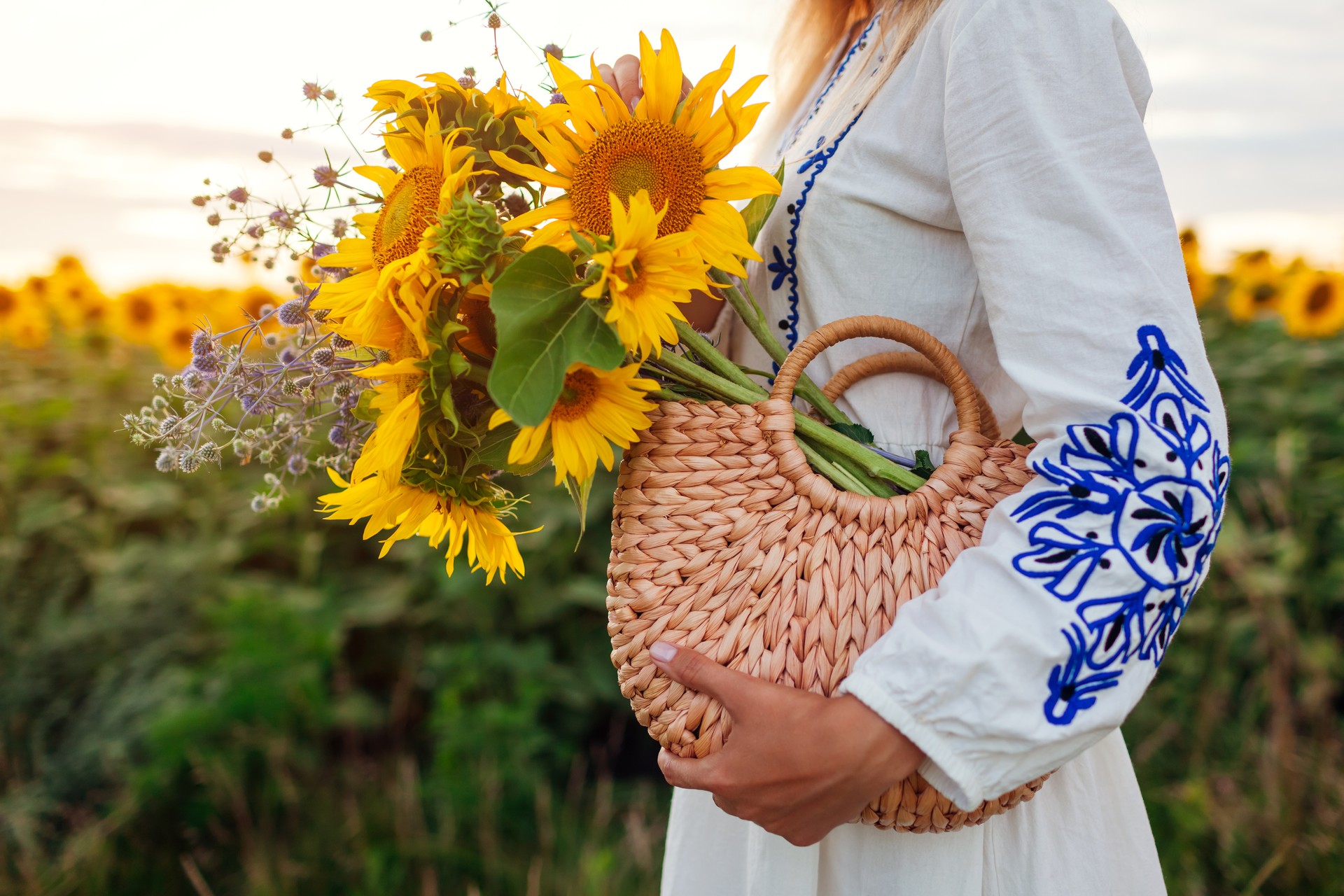 Close up of straw bag filled with sunflowers. Woman holding summer purse with bouquet of flowers in field at sunset