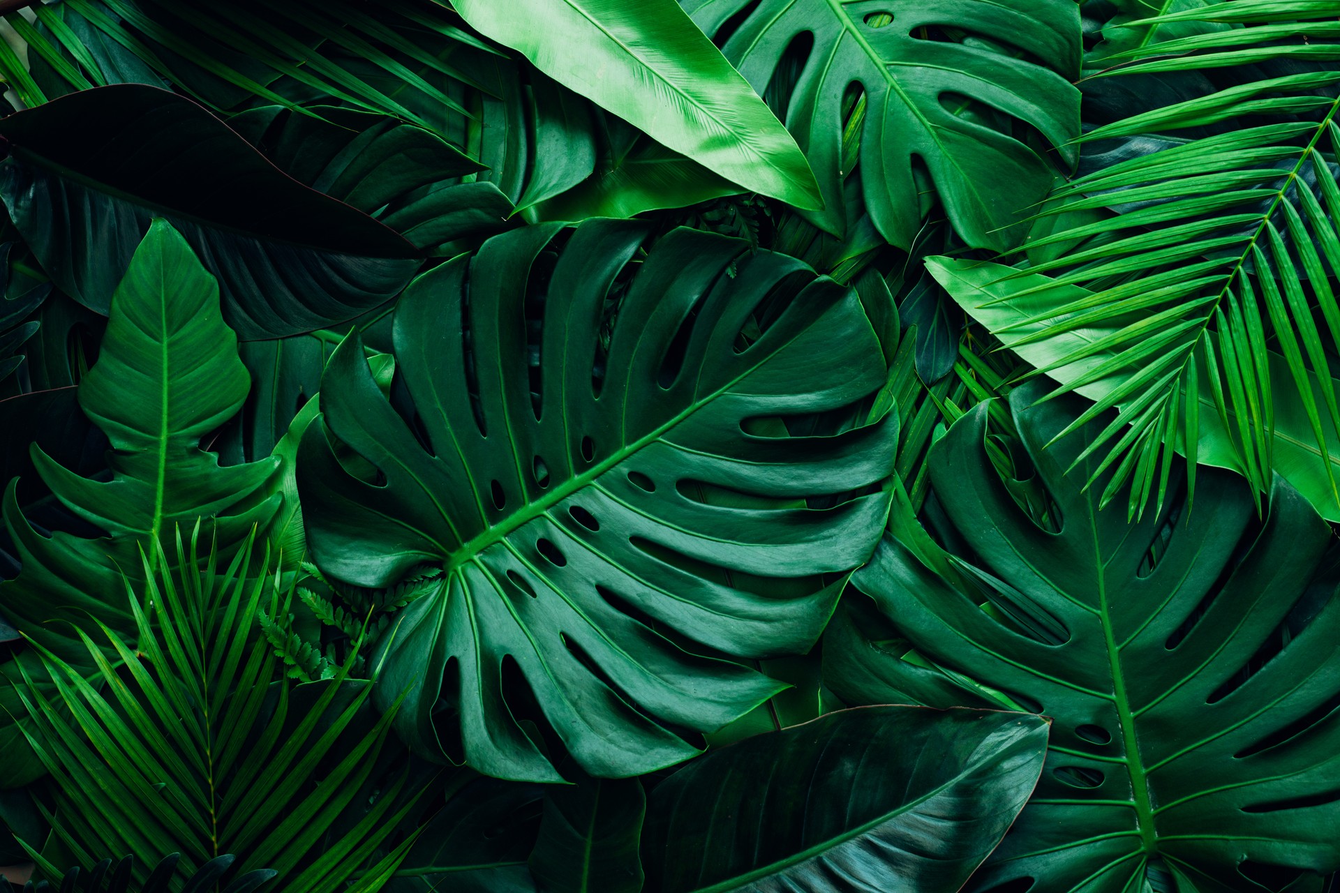 closeup nature view of palms and monstera and fern leaf background.